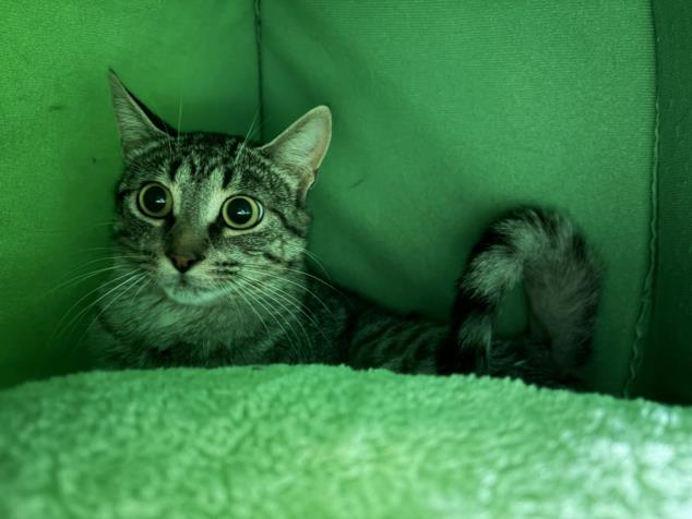Bitsy