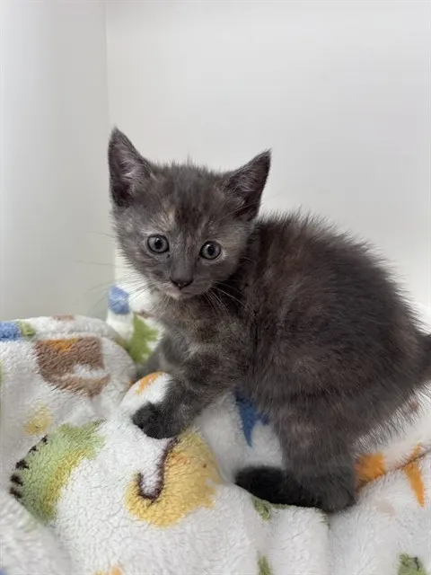 Rue - In Foster