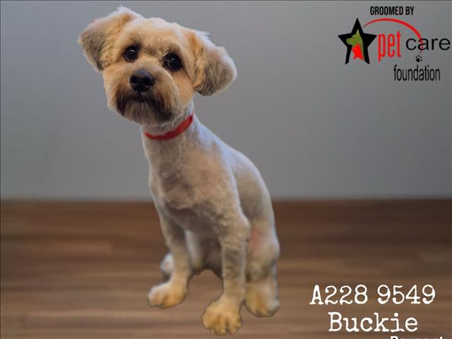 Buckie