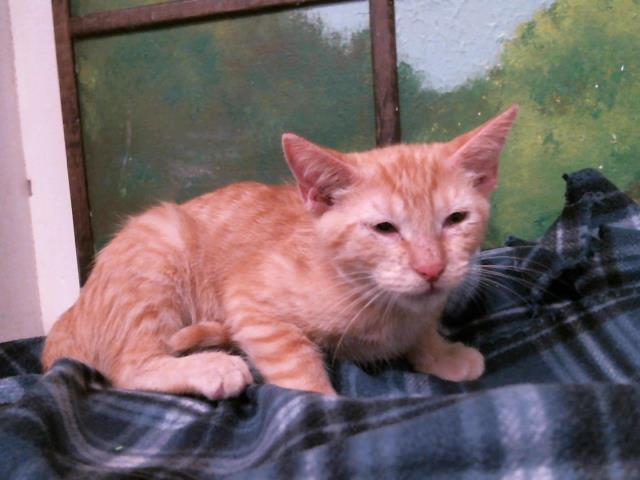 Ziggy