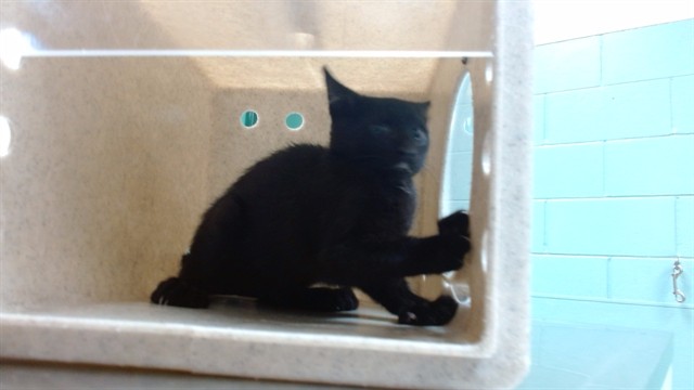 Adoptable Cat