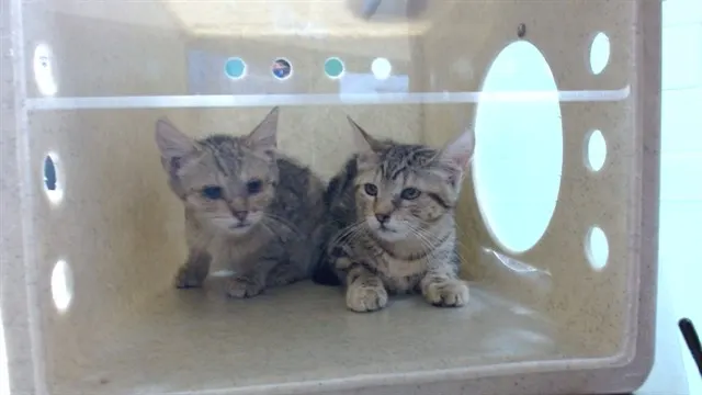 Adoptable Cat