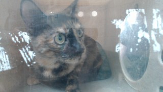 Adoptable Cat
