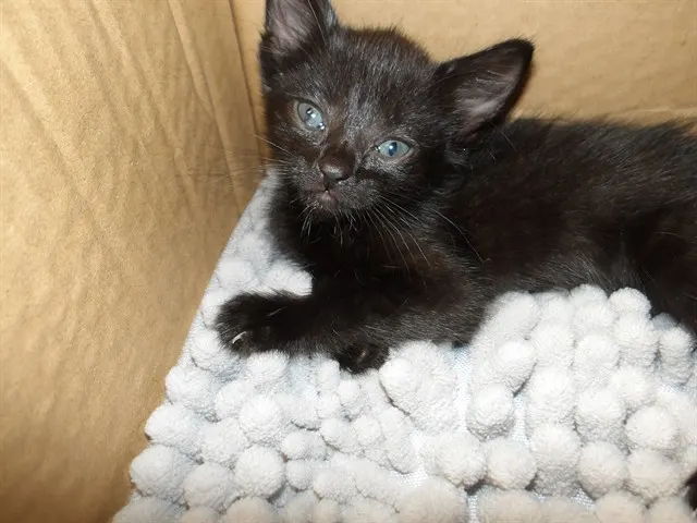 Adoptable Cat
