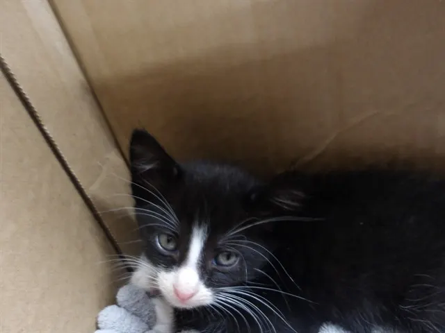 Adoptable Cat