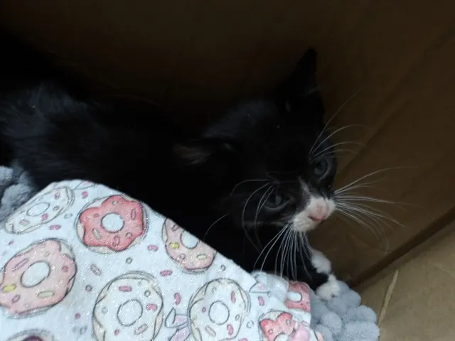 Adoptable Cat