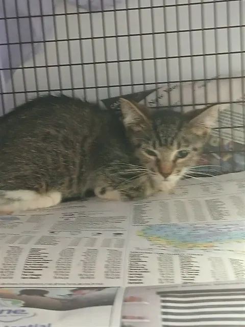Adoptable Cat