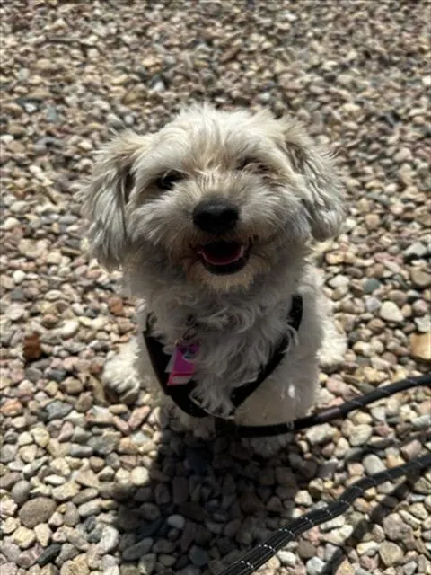 Taffy