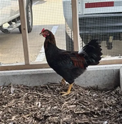 Clucky
