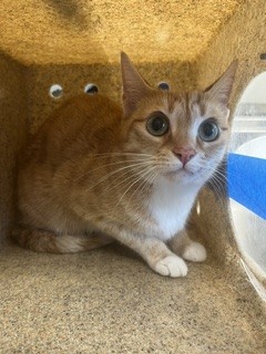 Raja