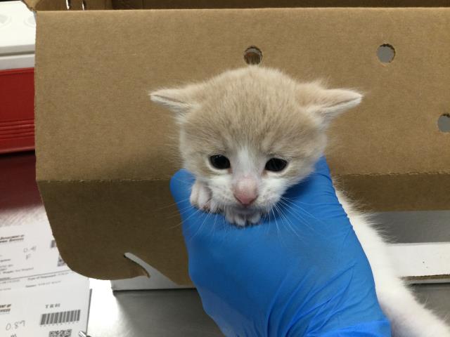 Adoptable Cat