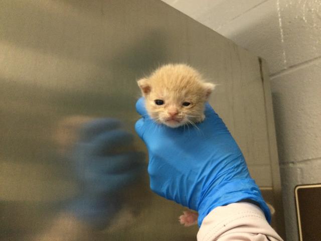 Adoptable Cat