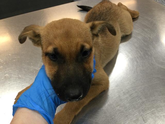 Adoptable Dog