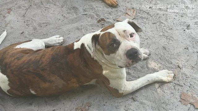 Bo