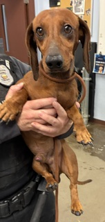 Wienerschnitzel