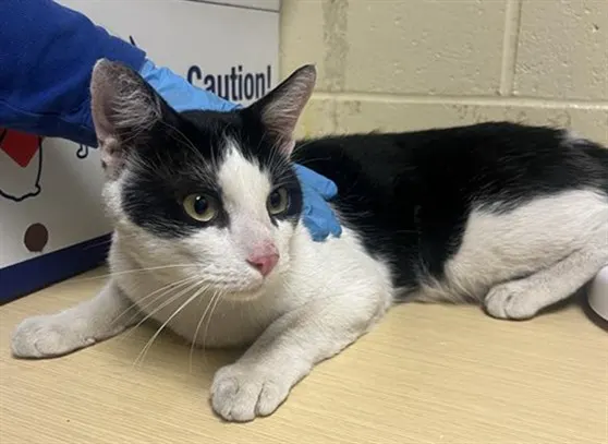 Adoptable Cat