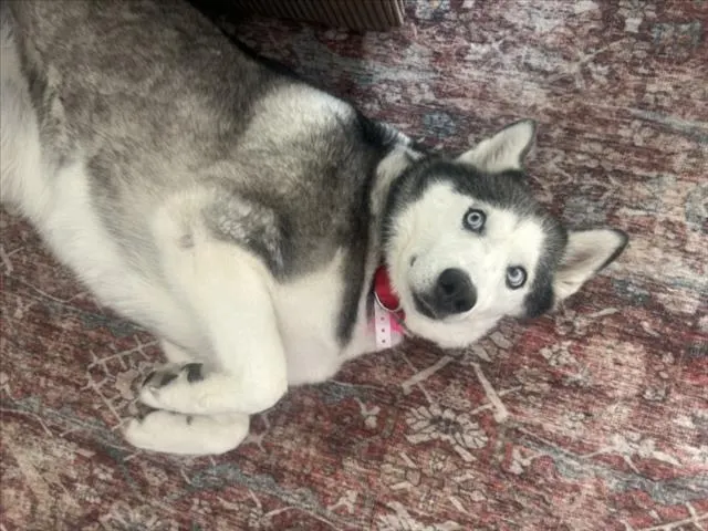*Nova
