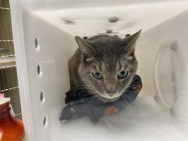 Adoptable Cat