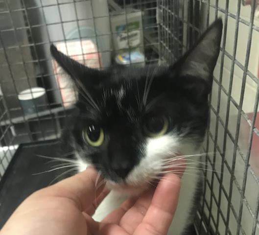 Adoptable Cat