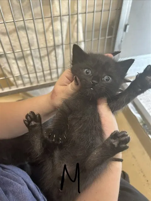 Adoptable Cat