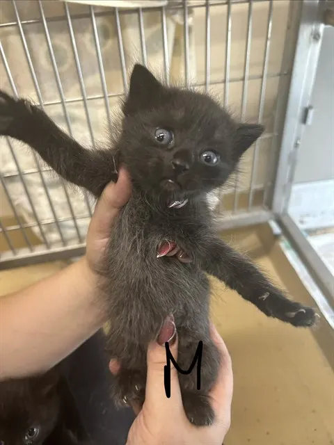 Adoptable Cat