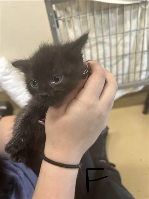 Adoptable Cat