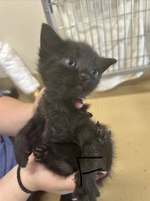Adoptable Cat