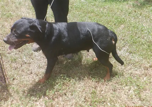 Darla