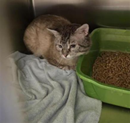 Adoptable Cat
