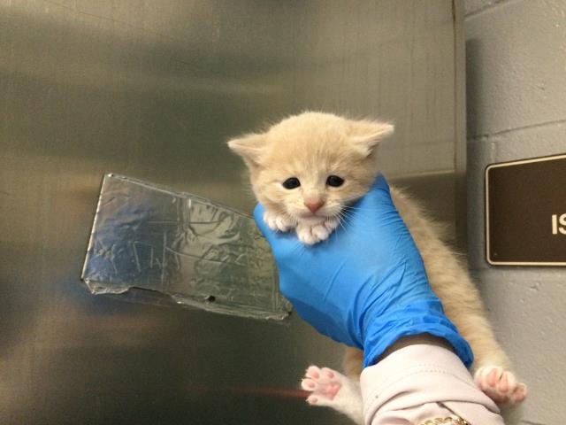 Adoptable Cat