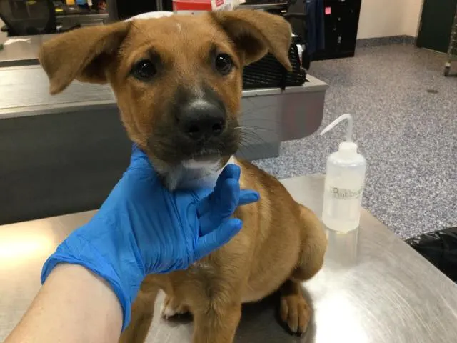 Adoptable Dog