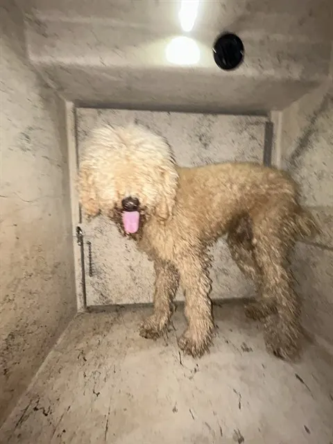 Adoptable Dog