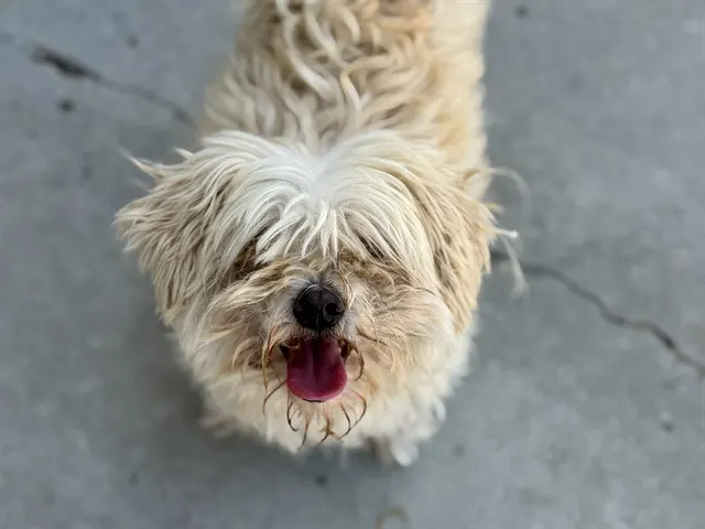 Adoptable Dog
