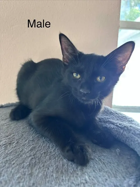 Aesop