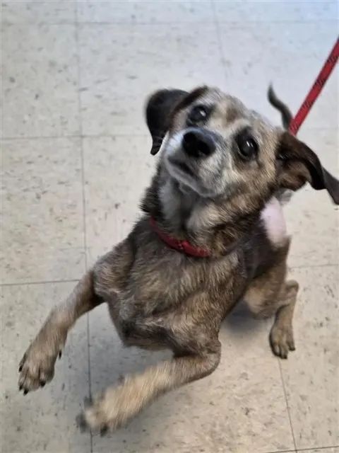 Adoptable Dog