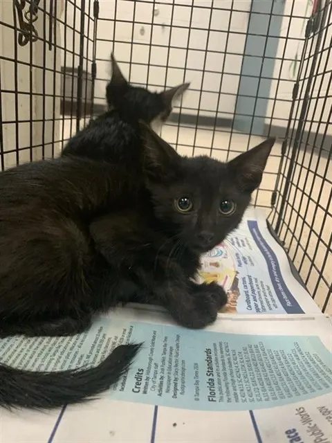 Adoptable Cat