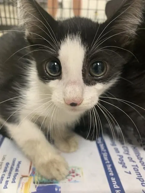Adoptable Cat