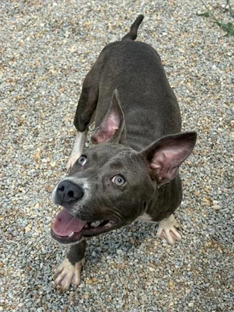 Virginia Woof