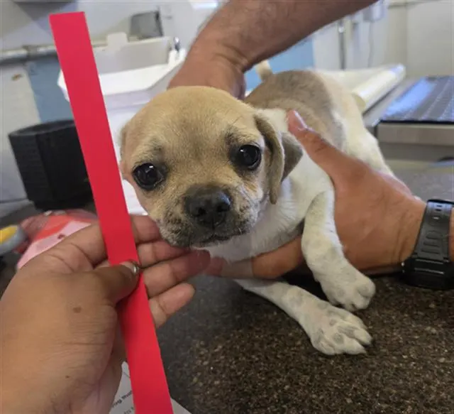 Adoptable Dog