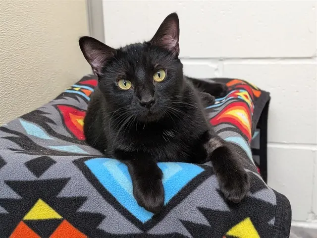 Velcro