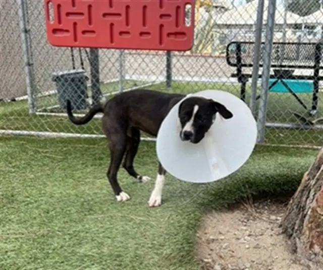 Adoptable Dog