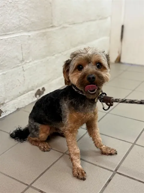 Adoptable Dog