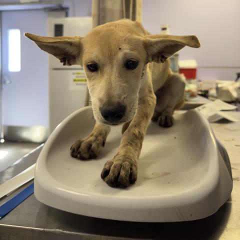 Adoptable Dog