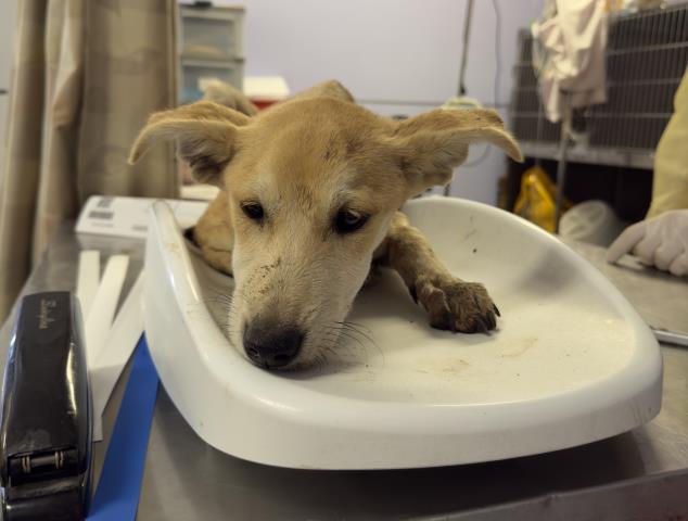Adoptable Dog