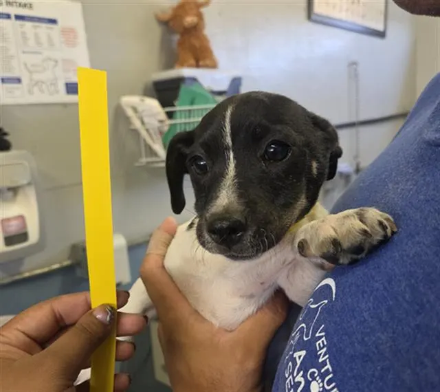 Adoptable Dog