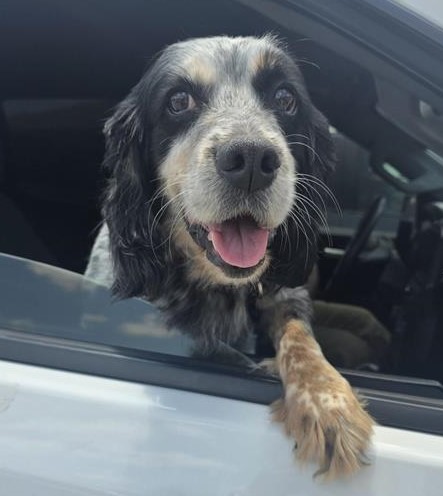 Bentley