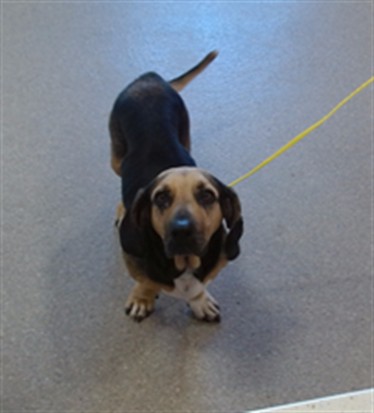 Adoptable Dog