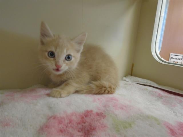Adoptable Cat
