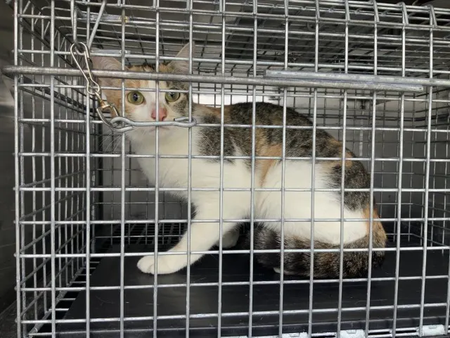Adoptable Cat