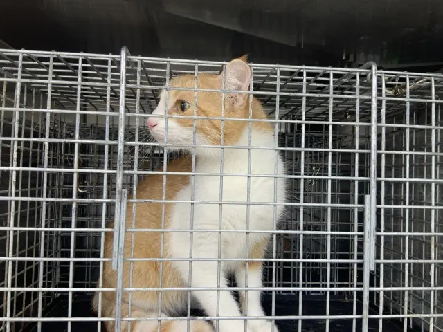 Adoptable Cat